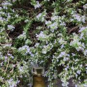 Photo by Лейка@@@