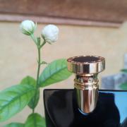 jasmin noir fragrantica