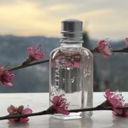 Fleurs De Cerisier L'Occitane en Provence 香水- 一