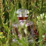 Guerlain Mon Guerlain Bloom of Rose EDP – The Fragrance Decant