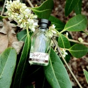 Vent Vert The Original Balmain Beauty perfume - a fragrance for