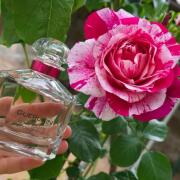 Mon Guerlain Bloom of Rose Guerlain parfem - parfem za žene 2019