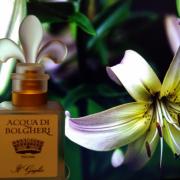 Photo by Dreaming Violin