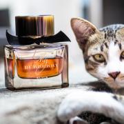 My Burberry Black Burberry perfume - a fragrance for women 2016