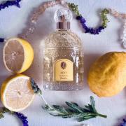 Jicky Guerlain perfume - a fragrance for women 1889 Jicky Guerlain perfume - a fragrance for women 1889