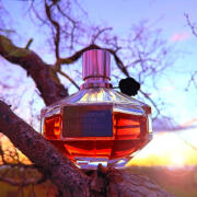 Flowerbomb Nectar Viktor&Rolf perfume - a fragrance