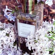 Innocent White Lilac Oriflame perfume - a fragrance for women 2016