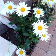 Photo by Ночной дождь