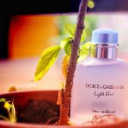 d&g light blue intense fragrantica