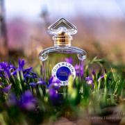 GUERLAIN 香水 APRES L'ONDEE 100ml APRÈS L'ONDÉE perfume by Guerlain - Wikiparfum