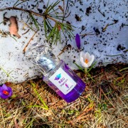 Eau Tropicale Sisley parfum - un parfum de dama 2014