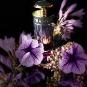 Prada Candy Night Prada perfume a fragrance for women 2019