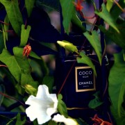 Coco Noir Chanel perfume - a fragrance for women 2012