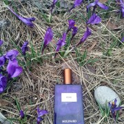 Rose Eau de Parfum Molinard perfume - a fragrance for women and