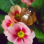 Photo by Engel desTodes