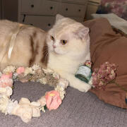 Photo by gourmandgoddess1993