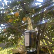 Photo by Kityfragrance