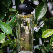 Golden Needle Tea Jo Malone London perfume - a fragrance for women