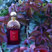 Ambre Samar Guerlain perfume - a new fragrance for women and men 2025