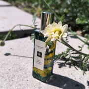 Wild Achillea Jo Malone London perfume - a fragrance for women and