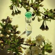 Eau Parfumee au The Vert Bvlgari perfume - a fragrance for women