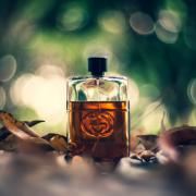 Gucci Absolute cologne - a fragrance for 2017