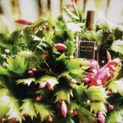 Photo by Bloodberry1