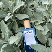 Photo by Veronique Volli