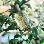 Limette, le plus doux des citrons - goût parfum et jus - Alex et Alex